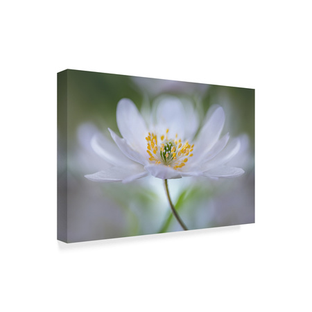 Trademark Fine Art Mandy Disher 'Nemorosa Nirvana' Canvas Art, 30x47 1X07646-C3047GG